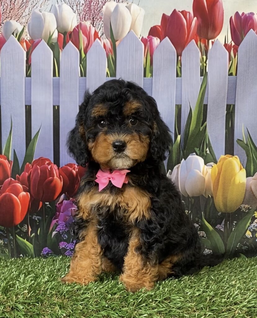 Photo of Ms. Mabel the F1B Micro Mini-Bernedoodle puppy