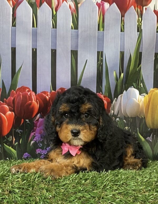 Photo of Ms. Mabel the F1B Micro Mini-Bernedoodle puppy