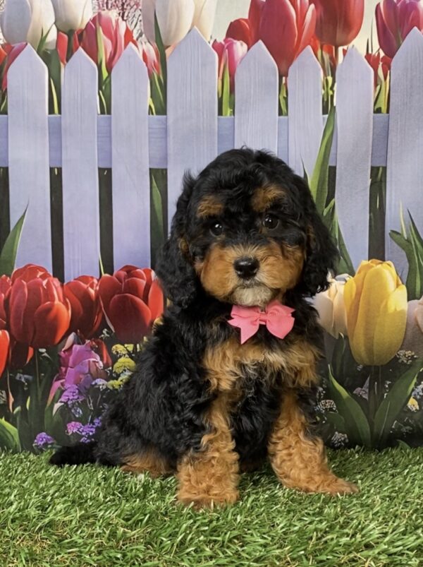 Photo of Ms. Mabel the F1B Micro Mini-Bernedoodle puppy