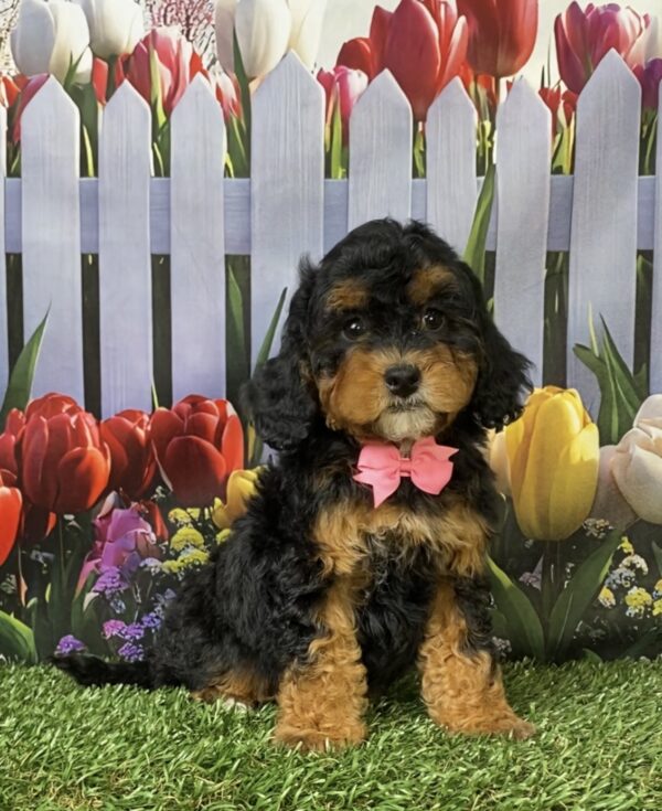 Photo of Ms. Mabel the F1B Micro Mini-Bernedoodle puppy