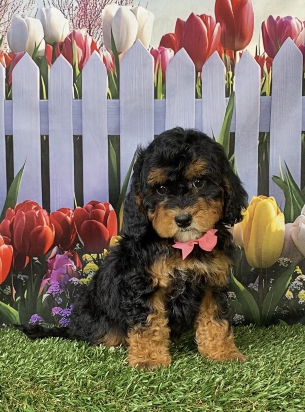 Photo of Ms. Mabel the F1B Micro Mini-Bernedoodle puppy