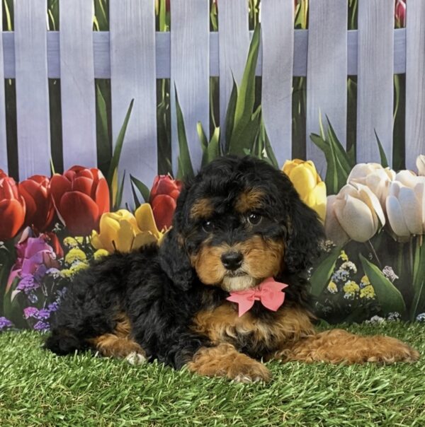 Photo of Ms. Mabel the F1B Micro Mini-Bernedoodle puppy