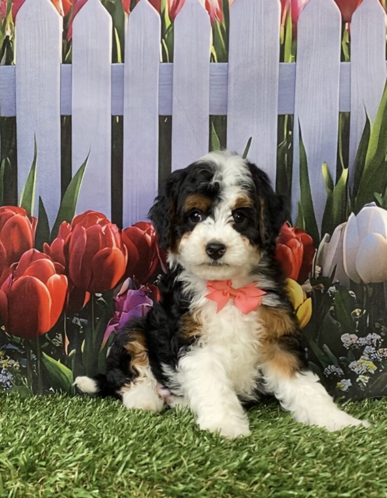 Photo of Ms. Macy the F1B Micro Mini-Bernedoodle puppy
