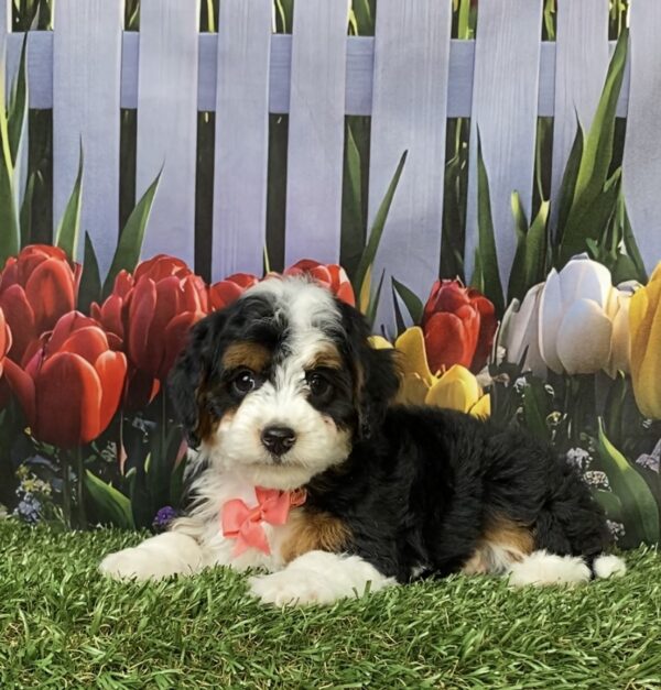 Photo of Ms. Macy the F1B Micro Mini-Bernedoodle puppy