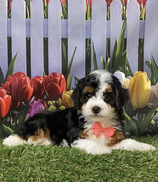 Photo of Ms. Macy the F1B Micro Mini-Bernedoodle puppy