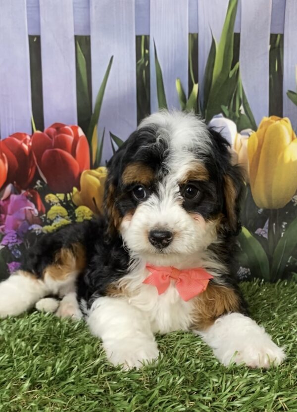 Photo of Ms. Macy the F1B Micro Mini-Bernedoodle puppy