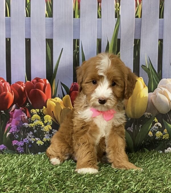 Photo of Ms. Madison the F1B Micro Mini-Bernedoodle puppy