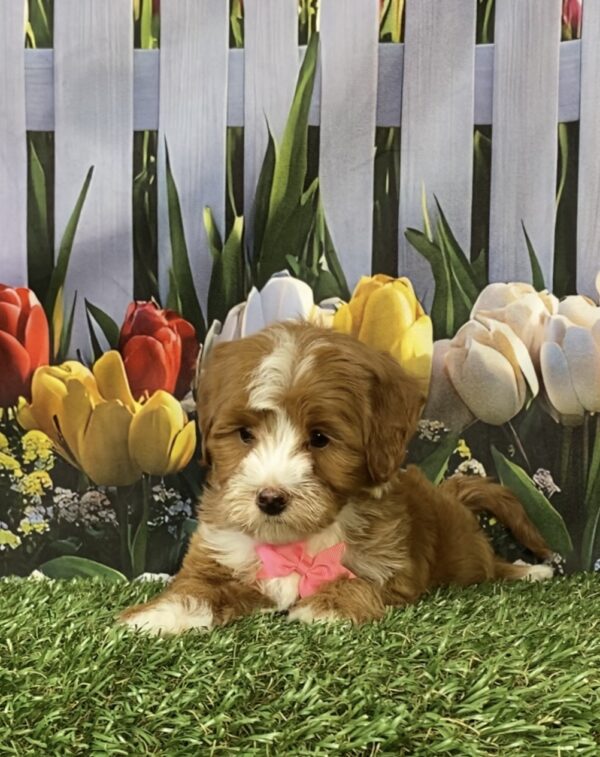 Photo of Ms. Madison the F1B Micro Mini-Bernedoodle puppy