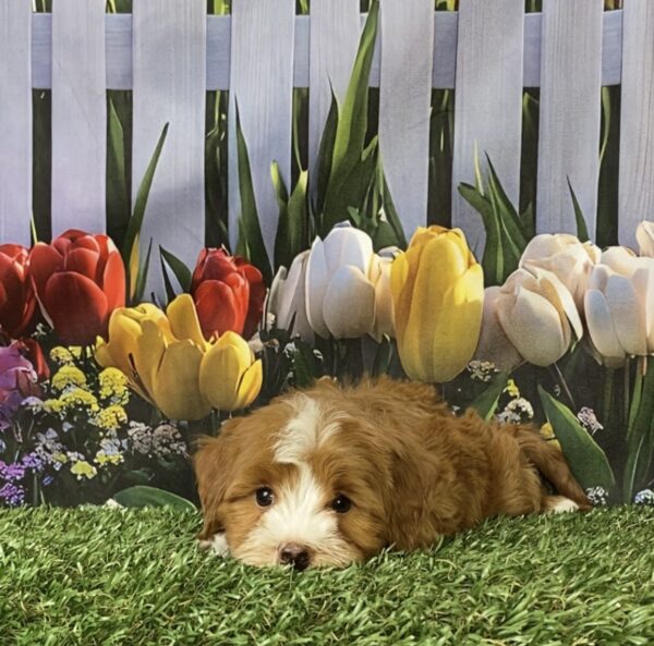 Photo of Ms. Madison the F1B Micro Mini-Bernedoodle puppy