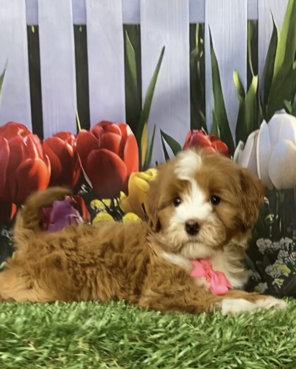 Photo of Ms. Madison the F1B Micro Mini-Bernedoodle puppy