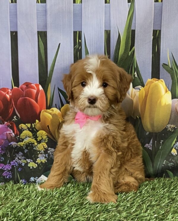Ms. Madison the F1B Micro Mini-Bernedoodle puppy