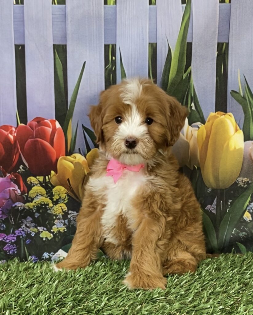 Photo of Ms. Madison the F1B Micro Mini-Bernedoodle puppy