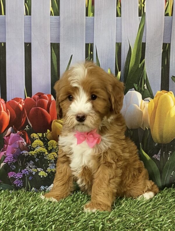 Photo of Ms. Madison the F1B Micro Mini-Bernedoodle puppy