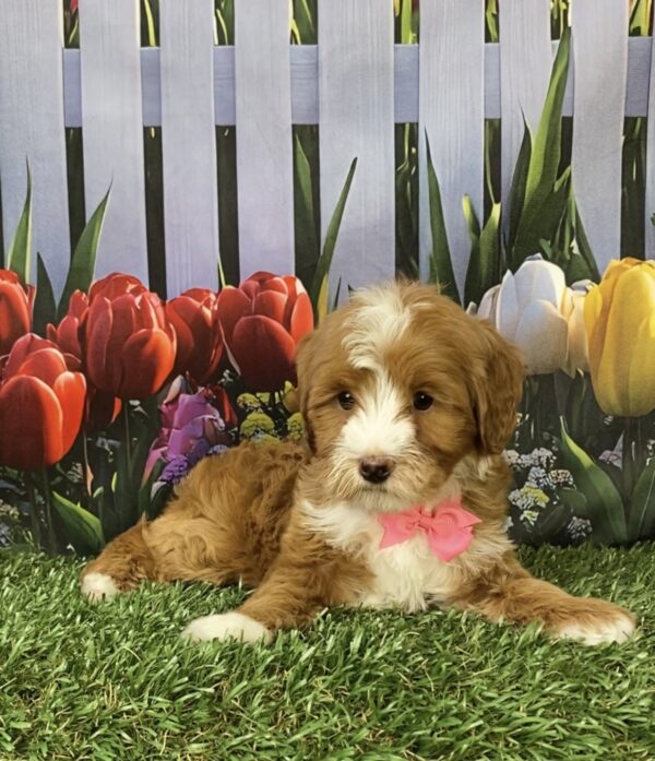 Photo of Ms. Madison the F1B Micro Mini-Bernedoodle puppy
