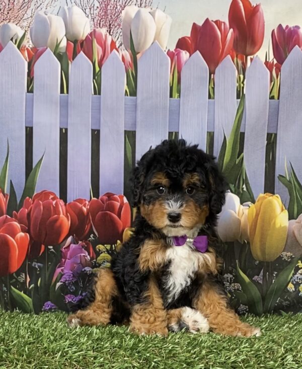 Photo of Ms. Mango the F1B Micro Mini-Bernedoodle puppy