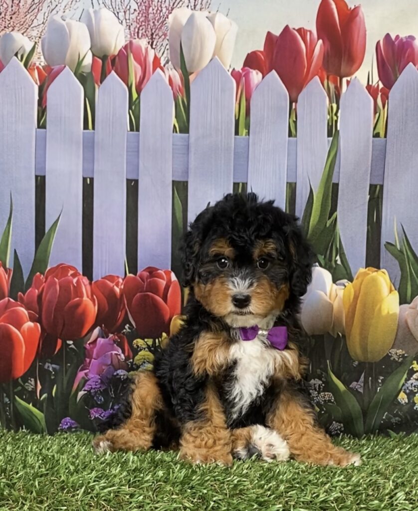 Photo of Ms. Mango the F1B Micro Mini-Bernedoodle puppy
