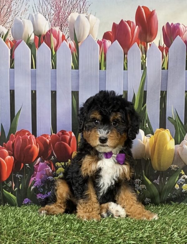 Photo of Ms. Mango the F1B Micro Mini-Bernedoodle puppy