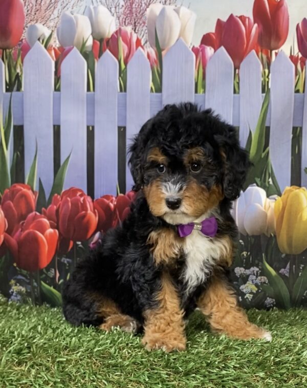 Photo of Ms. Mango the F1B Micro Mini-Bernedoodle puppy