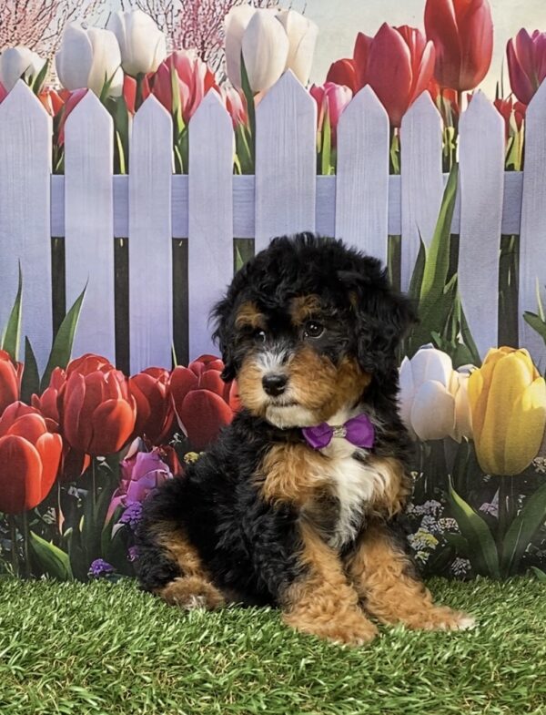 Photo of Ms. Mango the F1B Micro Mini-Bernedoodle puppy
