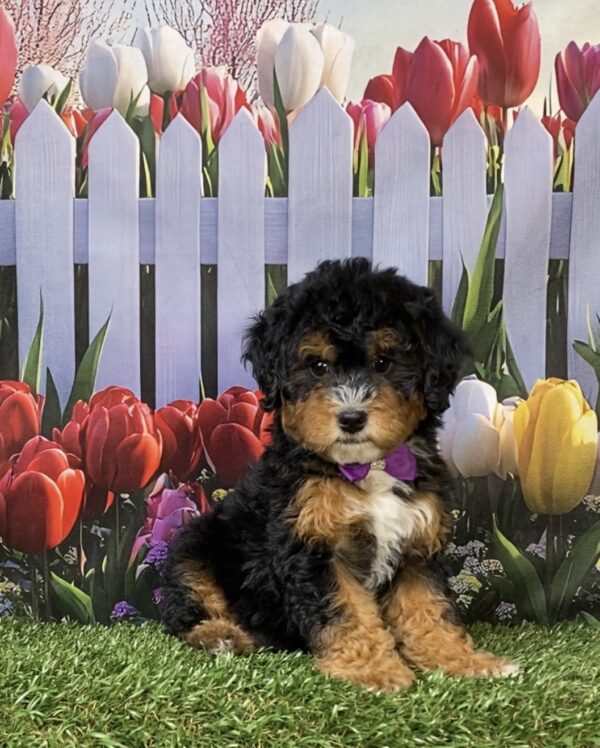 Photo of Ms. Mango the F1B Micro Mini-Bernedoodle puppy