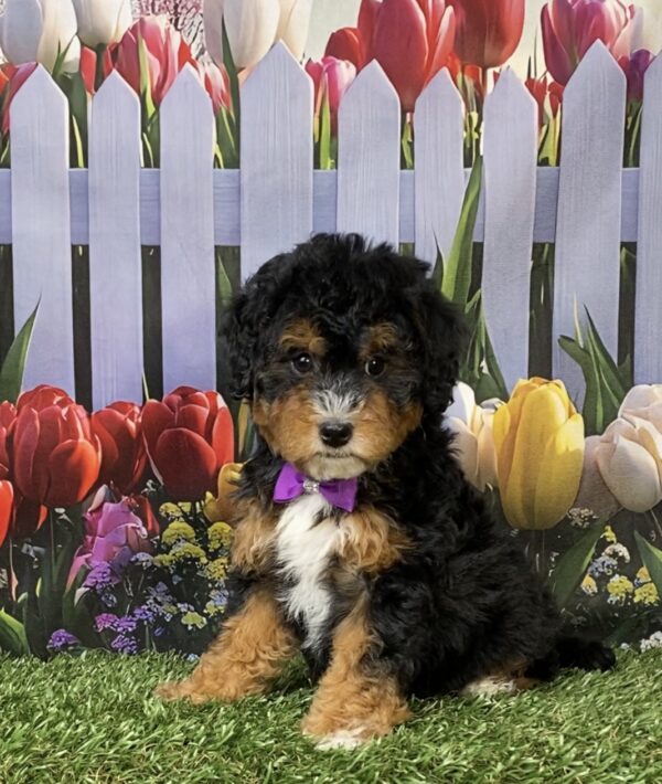 Photo of Ms. Mango the F1B Micro Mini-Bernedoodle puppy