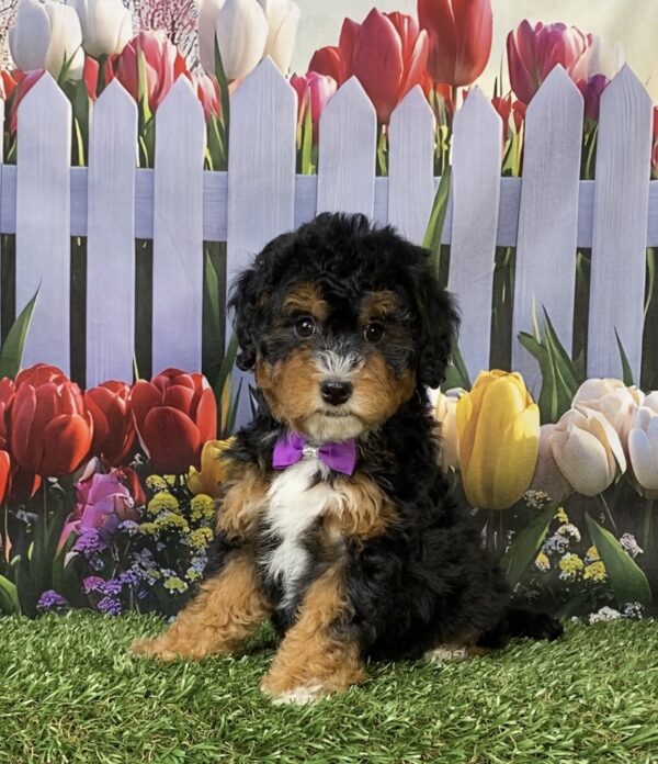 Photo of Ms. Mango the F1B Micro Mini-Bernedoodle puppy