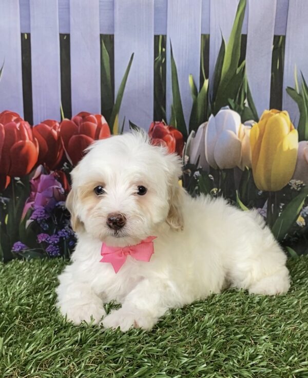 Photo of Ms. Marie the F1B Micro Mini-Bernedoodle puppy