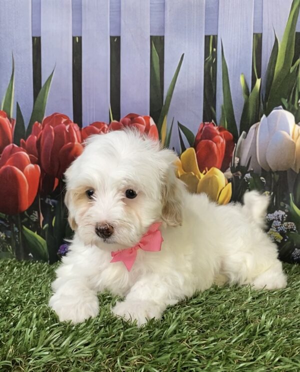 Photo of Ms. Marie the F1B Micro Mini-Bernedoodle puppy