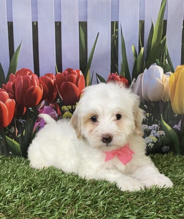 Photo of Ms. Marie the F1B Micro Mini-Bernedoodle puppy