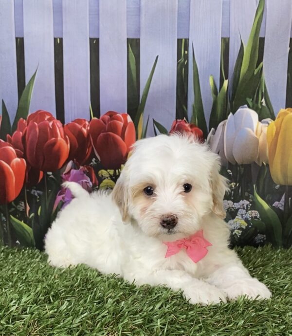 Photo of Ms. Marie the F1B Micro Mini-Bernedoodle puppy
