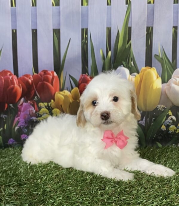 Photo of Ms. Marie the F1B Micro Mini-Bernedoodle puppy
