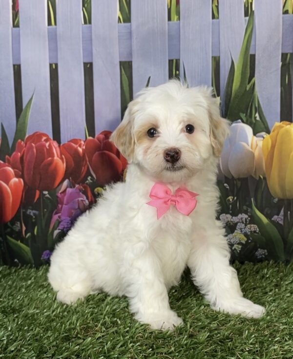 Photo of Ms. Marie the F1B Micro Mini-Bernedoodle puppy