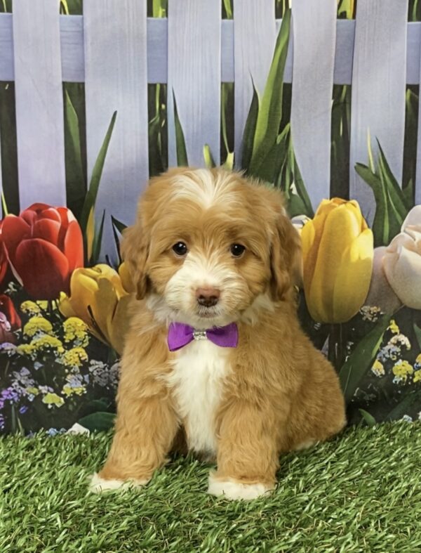 Photo of Ms. Marley the F1B Micro Mini-Bernedoodle puppy