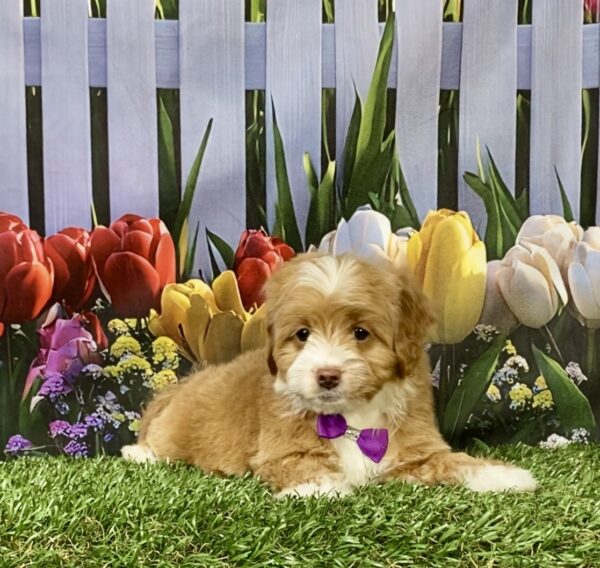 Photo of Ms. Marley the F1B Micro Mini-Bernedoodle puppy