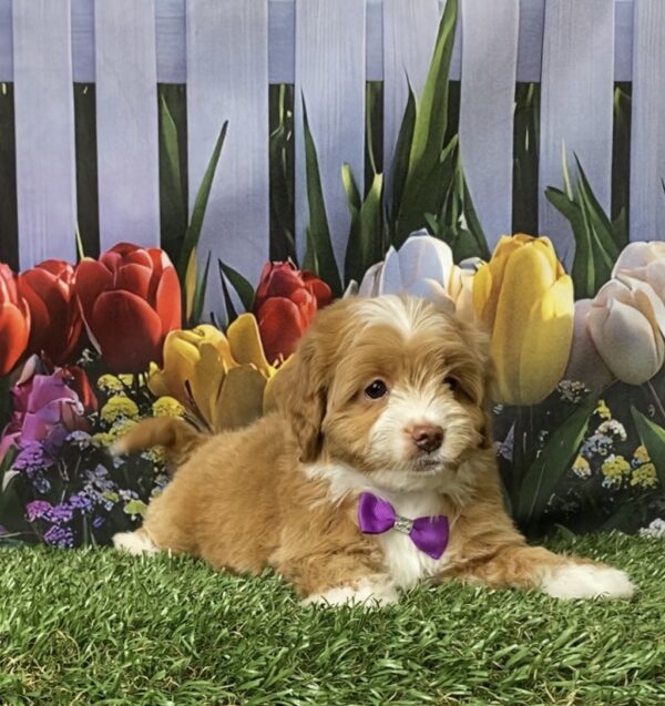 Photo of Ms. Marley the F1B Micro Mini-Bernedoodle puppy