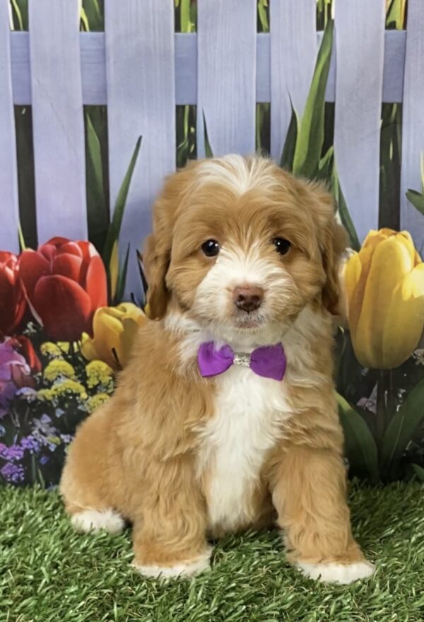 Photo of Ms. Marley the F1B Micro Mini-Bernedoodle puppy