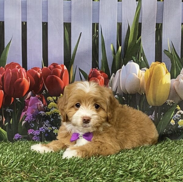 Photo of Ms. Marley the F1B Micro Mini-Bernedoodle puppy