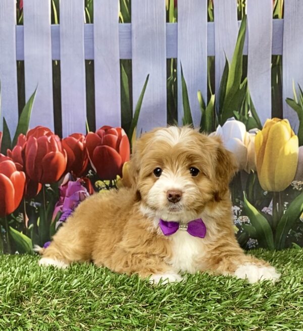 Photo of Ms. Marley the F1B Micro Mini-Bernedoodle puppy