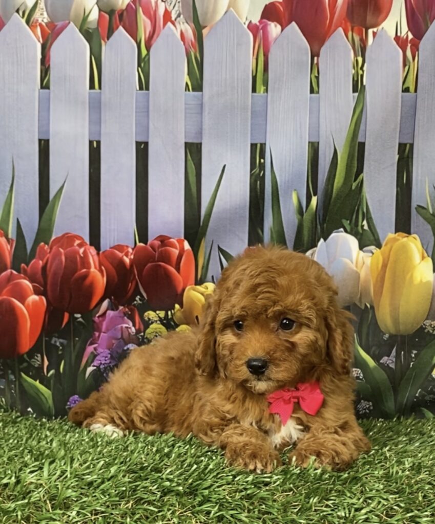 Photo of Ms. Mocha the F1B Micro Mini-Bernedoodle puppy