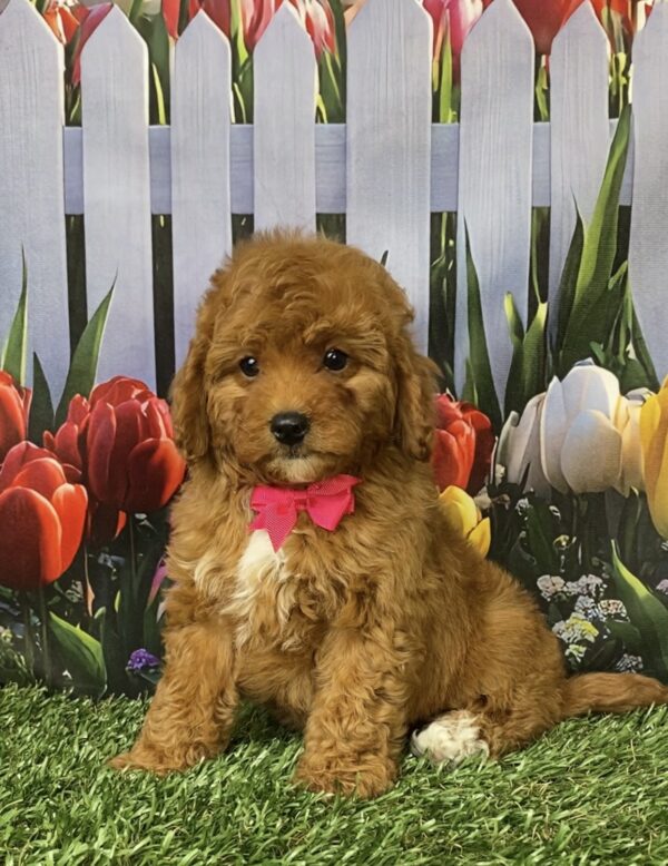 Photo of Ms. Mocha the F1B Micro Mini-Bernedoodle puppy