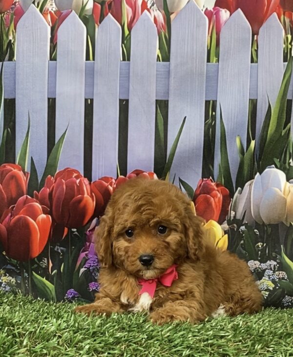 Photo of Ms. Mocha the F1B Micro Mini-Bernedoodle puppy