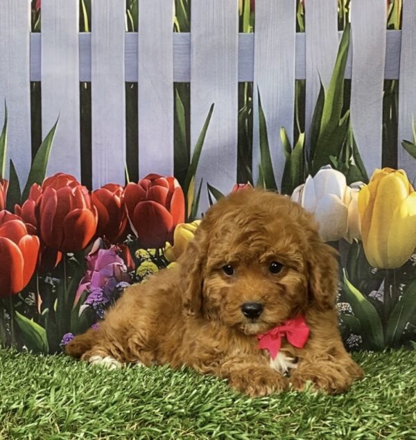 Photo of Ms. Mocha the F1B Micro Mini-Bernedoodle puppy