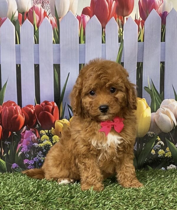 Photo of Ms. Mocha the F1B Micro Mini-Bernedoodle puppy