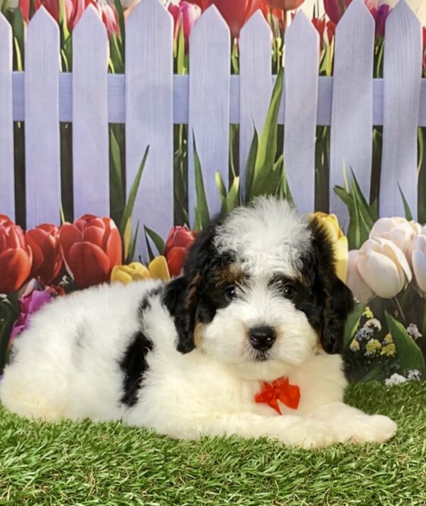 Photo of Mr. Fame the F1B Micro Mini-Bernedoodle puppy