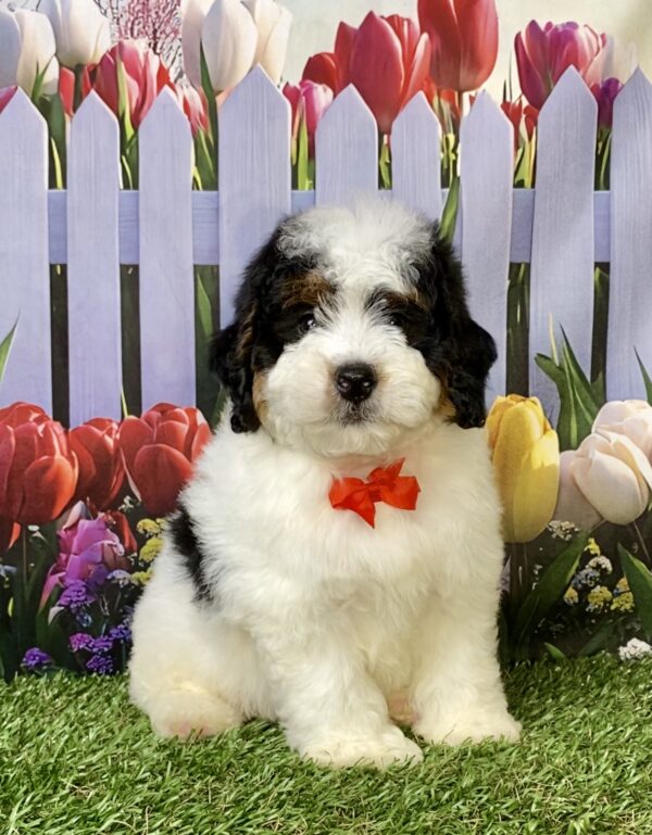 Mr. Fame the F1B Micro Mini-Bernedoodle puppy
