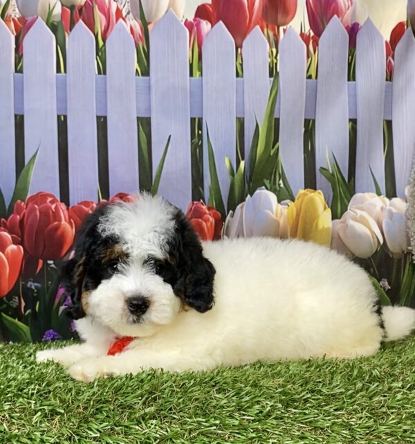 Photo of Mr. Fame the F1B Micro Mini-Bernedoodle puppy