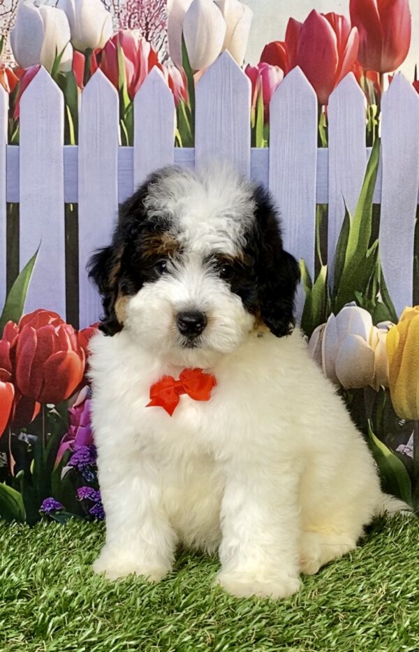 Photo of Mr. Fame the F1B Micro Mini-Bernedoodle puppy