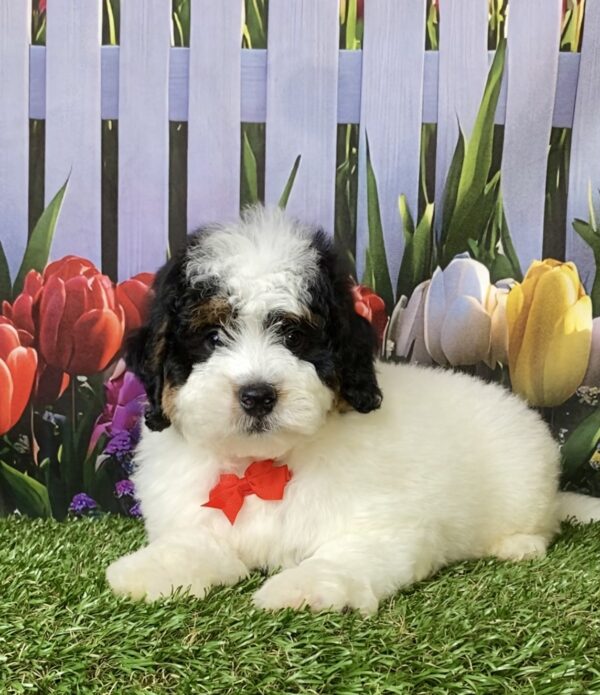 Photo of Mr. Fame the F1B Micro Mini-Bernedoodle puppy