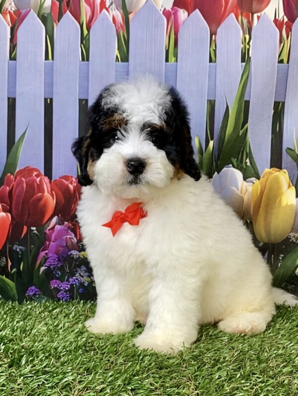 Photo of Mr. Fame the F1B Micro Mini-Bernedoodle puppy
