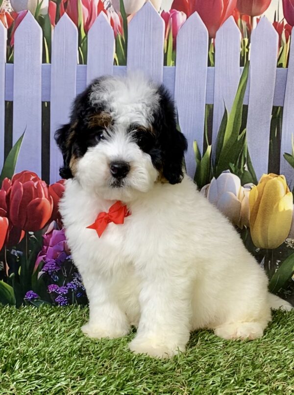 Photo of Mr. Fame the F1B Micro Mini-Bernedoodle puppy